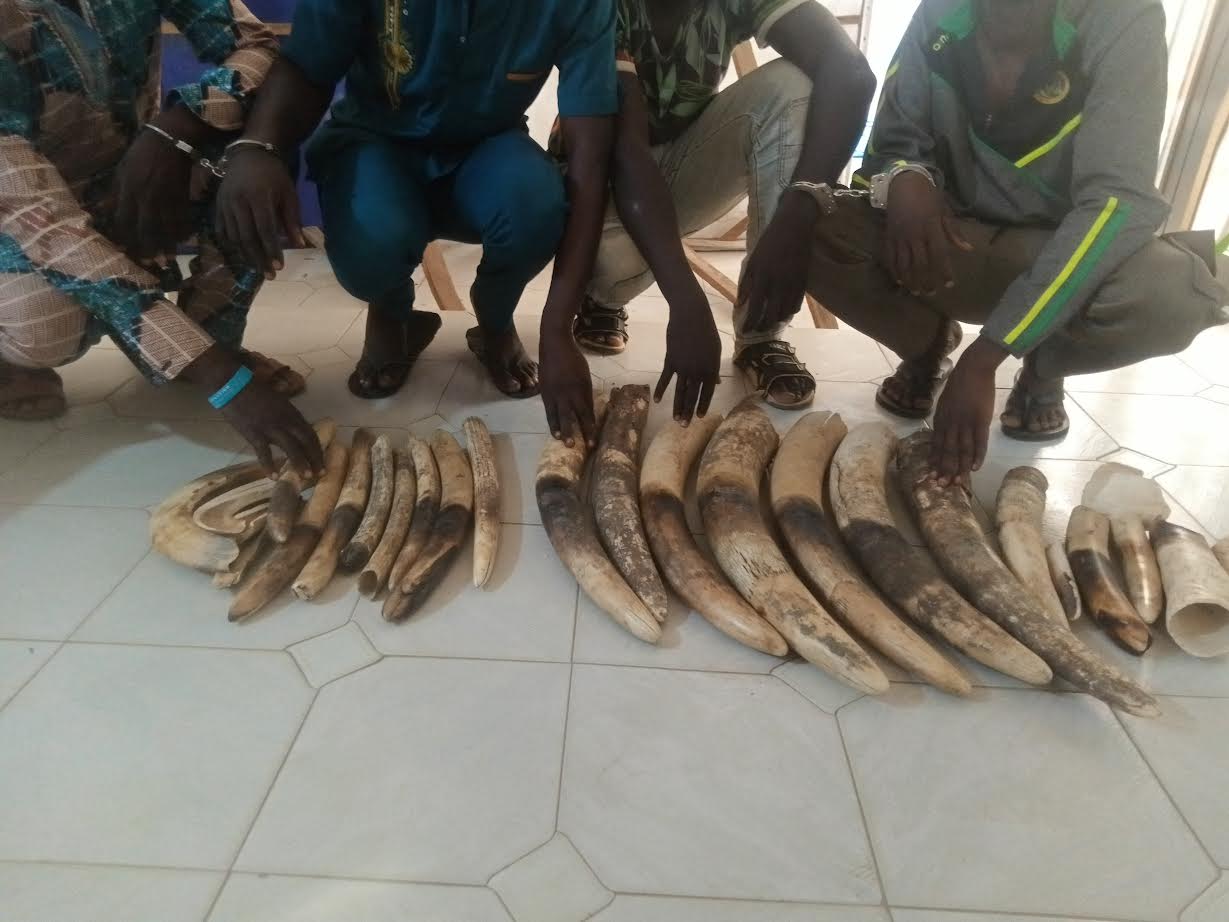 L’Afrique et la criminalité faunique : un désastre